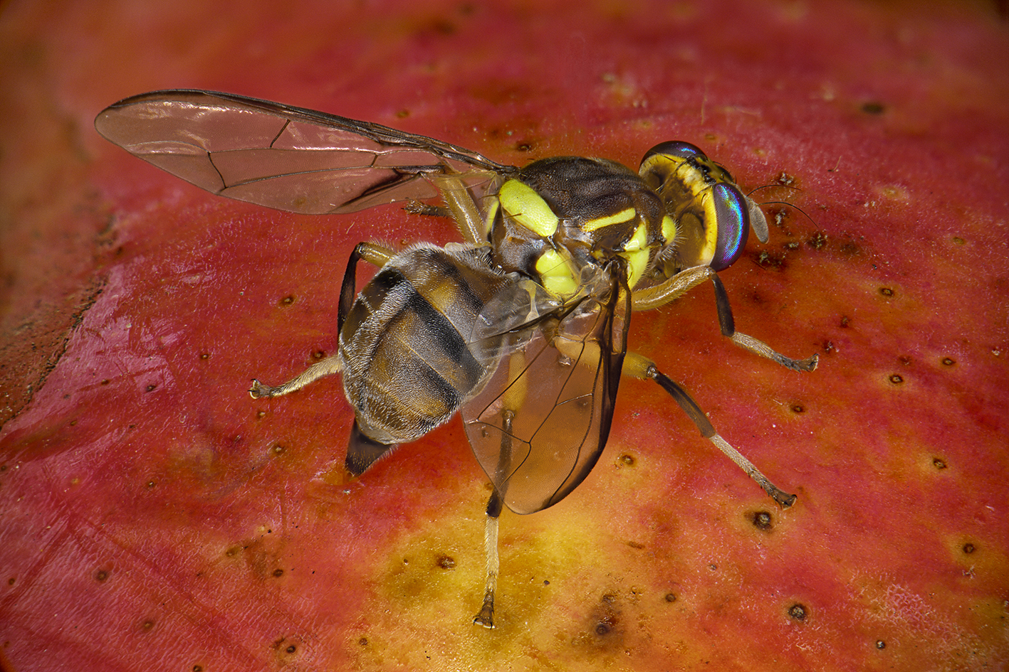 Bactrocera dorsalis-femelle-(Antoine-FRANCK-Cirad)